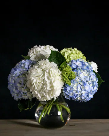 Hydrangea Bubble - Premium Pack